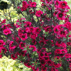 Ԗ ؂̕c/MEoCFԉԔd4|bg