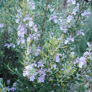 ハーブ ピンク 苗の人気商品 通販 価格比較 価格 Com