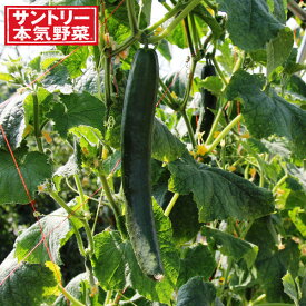 野菜の苗/キュウリ：強健豊作3号ポット
