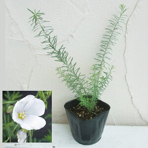 Ԃ̕c/tbNXiA}jFyjAzCg3|bg 2Zbg