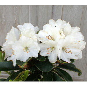 Ԗ ؂̕c/VNiQiΓԁjFi͂䂫j5A