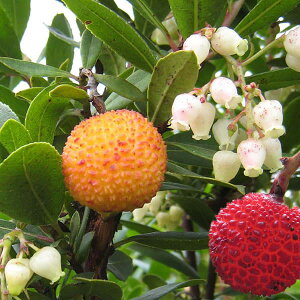 Ԗ ؂̕c/qC`SmLF3.5|bg