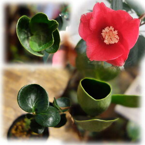 Ԗ ؂̕c/ցicoLjF܂ǂ4|bg