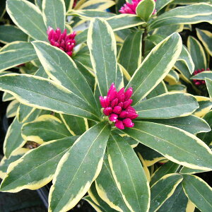 Ԗ ؂̕c/W`EQiԁjFOi}GW}E[֎j5A