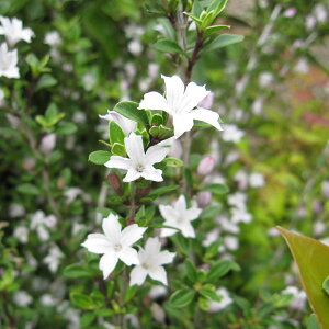 Ԗ ؂̕c/nN`EQiԁj5|bg8Zbg