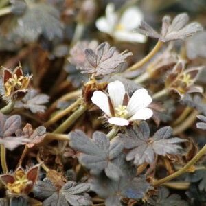 Ԃ̕c/QjEFjOJX3.5|bg