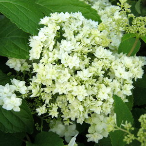 Ԗ ؂̕c/AWTCiAJjFwCY@X^[o[Xg3|bg