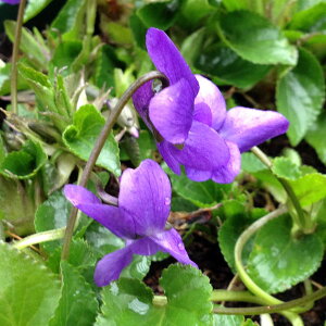 R쑐̕c/X~FgxbNiEj*3-3.5|bg