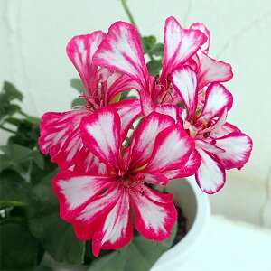 ���Ԃ̕c/�A�C�r�[�[���j�E���F���[���b�g �o�C�J���[�n4���|�b�g