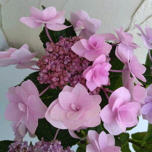 Ԗ ؂̕c/KNAWTCFWEKTLi郖j3`3.5|bg