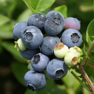 ʎ̕c/u[x[inCubVnjFm[Xh5|bg