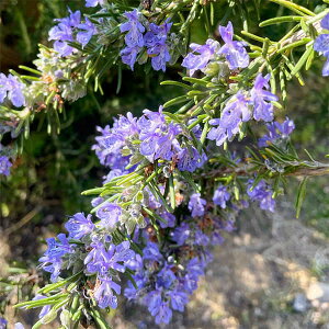 n[u̕c/[Y}[ijF}u[4|bg