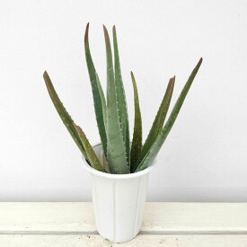 楽天市場 観葉植物 種類 植物 アロエ 花 観葉植物 花 ガーデン Diy の通販 楽天市場 観葉植物 種類 植物 アロエ 花 観葉植物 花 ガーデン Diy の通販