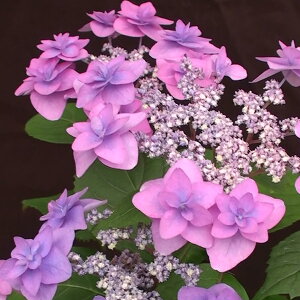 Ԗ ؂̕c/}AWTCF~}GTLi[Rdj 4|bg