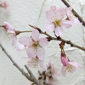 花木 庭木の苗/桜：啓翁（ケイオウ）桜接木苗4～5号ポット
