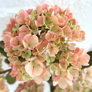 Ԗ ؂̕c/IIf}iro[ijF[YG[X4.5|bg