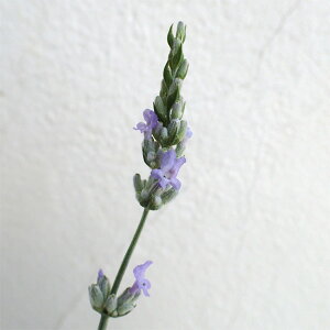 n[u̕c/x_[iofBnjFXReBbVRe[W3|bg