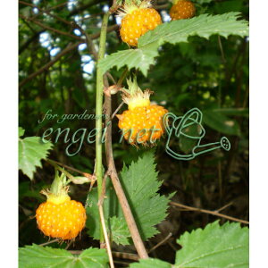 ʎ̕c/{̖؂iLC`SjF~WC`S 3|bg