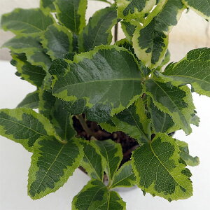 Ԗ ؂̕c/uREWFT̎q2.5-3|bg