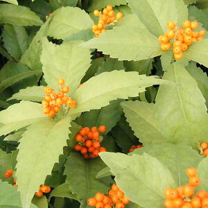 Ԗ ؂̕c/痼iZEjF4.5`5A