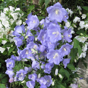 Ԃ̕c/JpjFp[VtHAu[iԁj3|bg