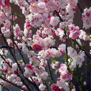 Ԗ ؂̕c/ԓFiQyCj4`5|bg