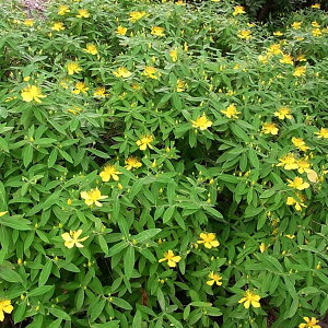 Ԗ ؂̕c/rEiM3|bgiqyJFVlVXj