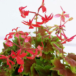 Ԃ̕c/[jEF݂t[jE3`3.5|bg