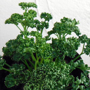 ؂̕c/pZF˃p}Eg3`3.5|bg4Zbg