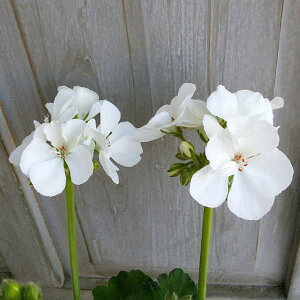 Ԃ̕c/[jEFAJ[iNEOilIjzCg5A