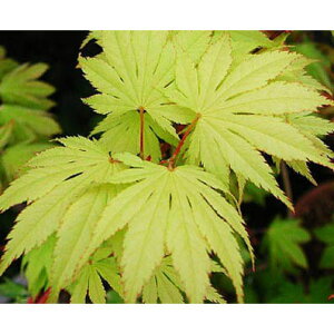 Ԗ ؂̕c/}~WFiLn`WEj4`5|bg