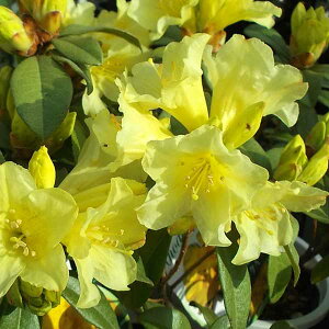 Ԗ ؂̕c/VNiQFTtNC[4.5-5A