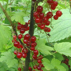 ʎ̕c/JVXFԃtTXOibhJ[gj4`5|bg