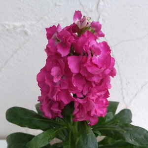 Ԃ̕c/XgbNFLX~[T[iZsNj3-3.5|bg