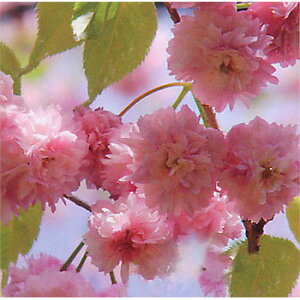 Ԗ ؂̕c/FZiPNGjeږؕc4`5|bg