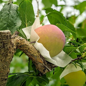 ʎ̕c/X(vjFMziLEj4`5|bg