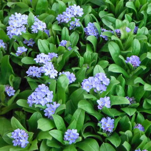 Ԃ̕c/XiOTFu[3|bg4Zbg