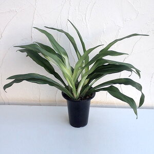 観葉植物 万年青 鉢植えの人気商品 通販 価格比較 価格 Com