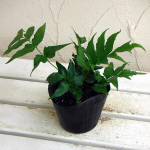 Ԃ̕c/V_FIju\eciIjV_j3|bg