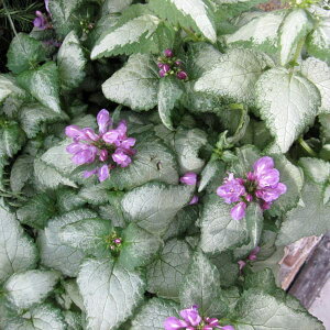 Ԃ̕c/~EFr[RVo[ 2.5-3|bg