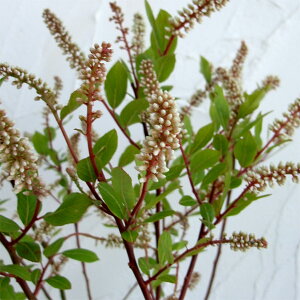 �Ԗ� ��؂̕c/�R�o�m�Y�C�i�F�T���C�u5���|�b�g