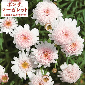 Ԃ̕c/{U}[KbgFC`SV[g3.5|bg(R)