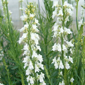 Ԃ̕c/iAFvvAzCg3-3.5|bg