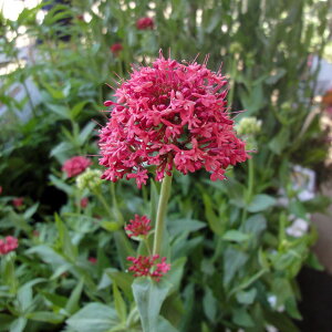 Ԃ̕c/ZgTXFRbLlEXiԉԁj3.5|bg