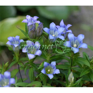 R쑐̕c/TThEi_ETTohEj2.5-3|bg[10J N₩Ȑ̉Ԃ킢]