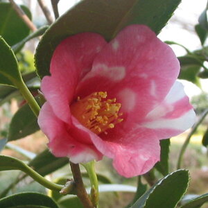 �Ԗ� ��؂̕c/�c�o�L�i�ցj�F�Ӓ��̏�4.5���|�b�g