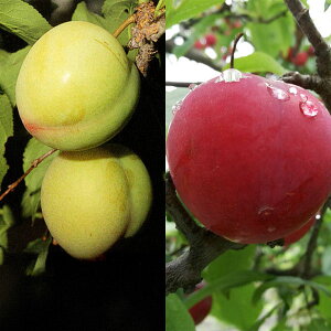 �ʎ��̕c/�X����(�v�����j2��󕲎��Z�b�g�F��Α����ƃ\���_��