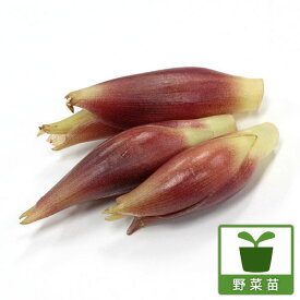 楽天市場 ミョウガ 苗の通販
