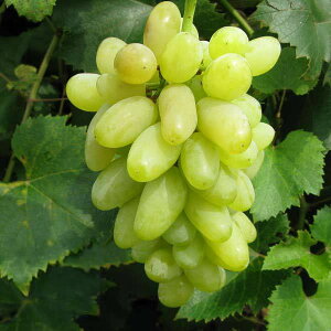 ʎ̕c/uhEFS[htBK[}ؕc4`5|bg