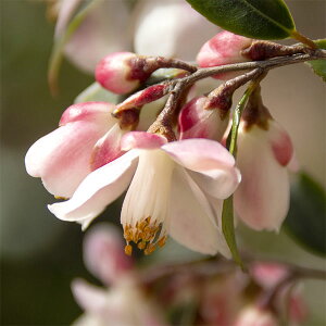 Ԗ ؂̕c/JAFGiJXP[h4`5|bg